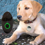 Load image into Gallery viewer, A Dog Wearing A Round Shape Personalized Engraved Glowing Stainless Steel Dog Tag
