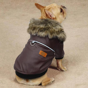 A Dog Wearing The Fur Collared Brown Leather Dog Jacket