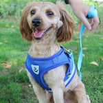Load image into Gallery viewer, A Dog Wearing A Blue Reflective Dog Mesh Harness
