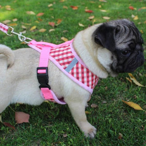 A Dog Wearing A Pink Plaid Dog Harness & Leash Set
