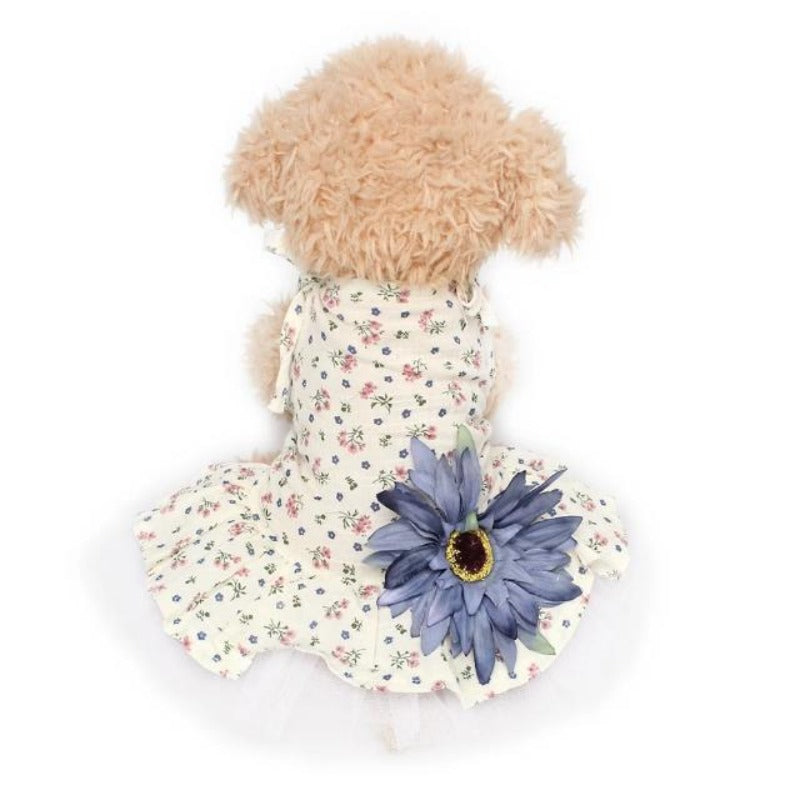 A small brown doggy wearing the Blue Big Flower Dress with a pretty floral fabric design and a big blue flower at the back